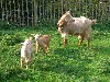 [Goats]