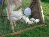 [...Spring Cottage Farm Poultry...]