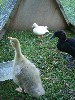 [Cayuga duckling, Charlie and gosling]