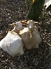 [Gilly & Gemma enjoying the sunshine]