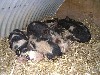 [Another pile o' pigs... there are 8 there!]