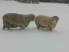 [Sheep in the snow]