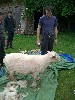 [Shearing - George all finished]
