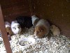 [New guinea pigs]