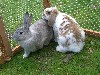 [New rabbits]