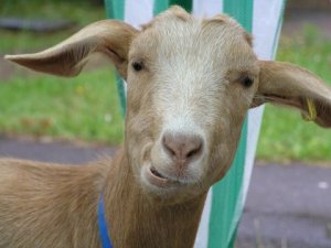 [Goat looking quizzical]