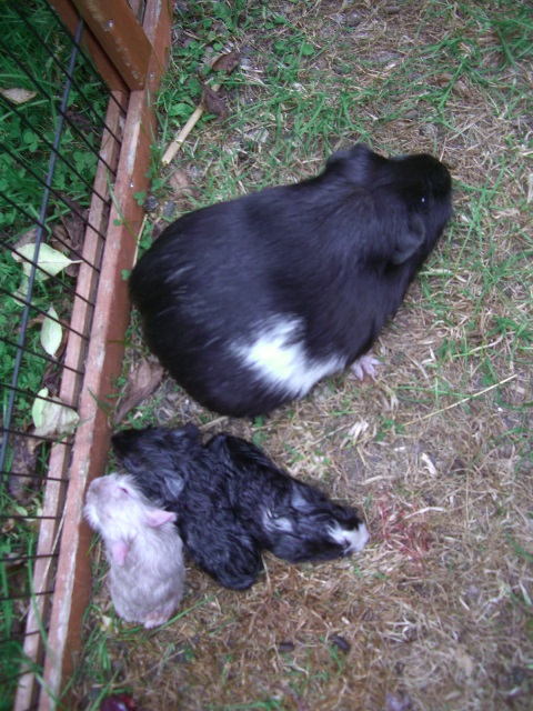 [Guinea Pigs]