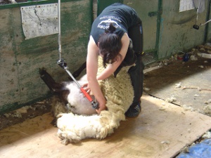 [Shearing]