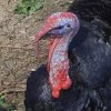 [Norfolk Black turkeys]