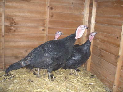[Norfolk Black Turkeys]